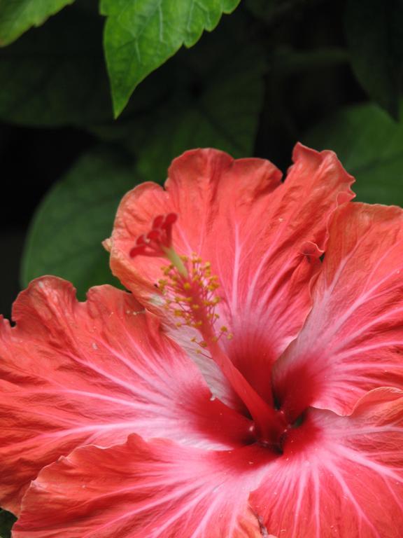 Aremango Guesthouse Rarotonga Zewnętrze zdjęcie